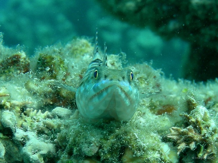 16- Les yeux bleus du poisson lezard - Ilot Kouare.JPG